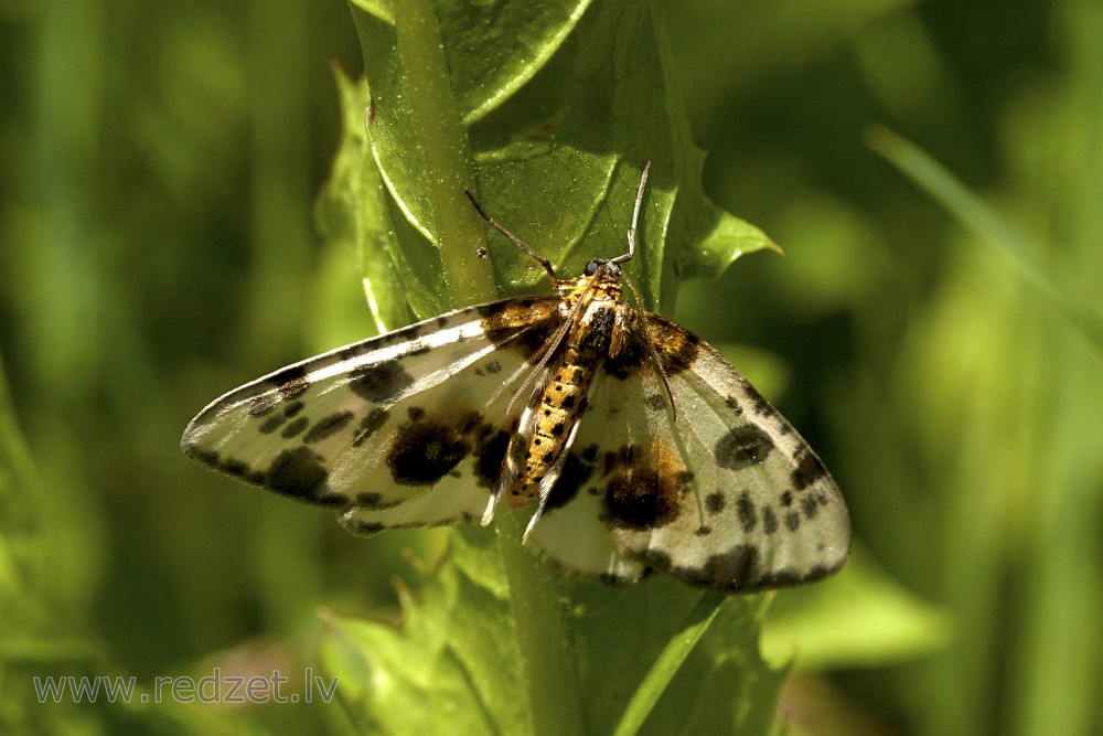 Clouded magpie