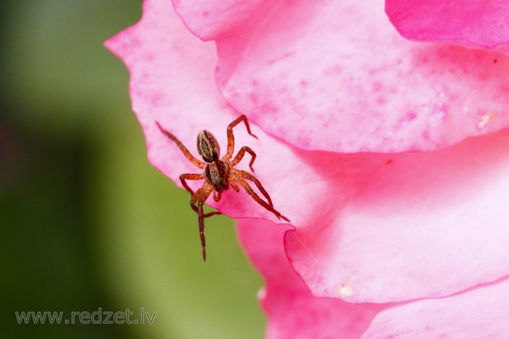 Spider