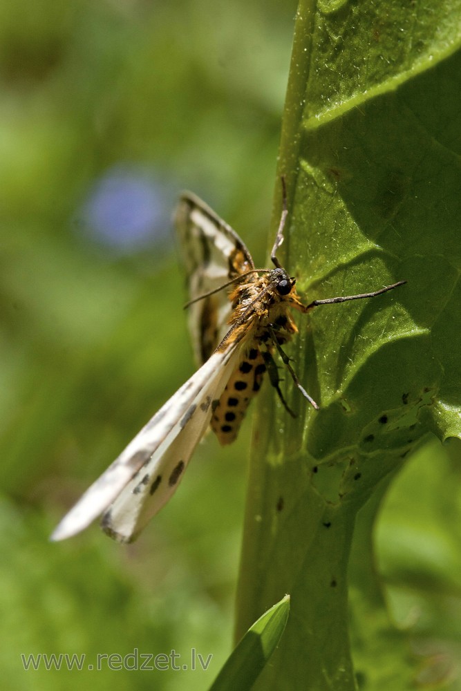 Clouded magpie