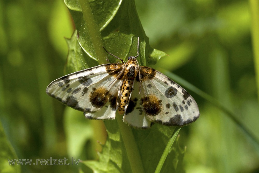 Clouded magpie