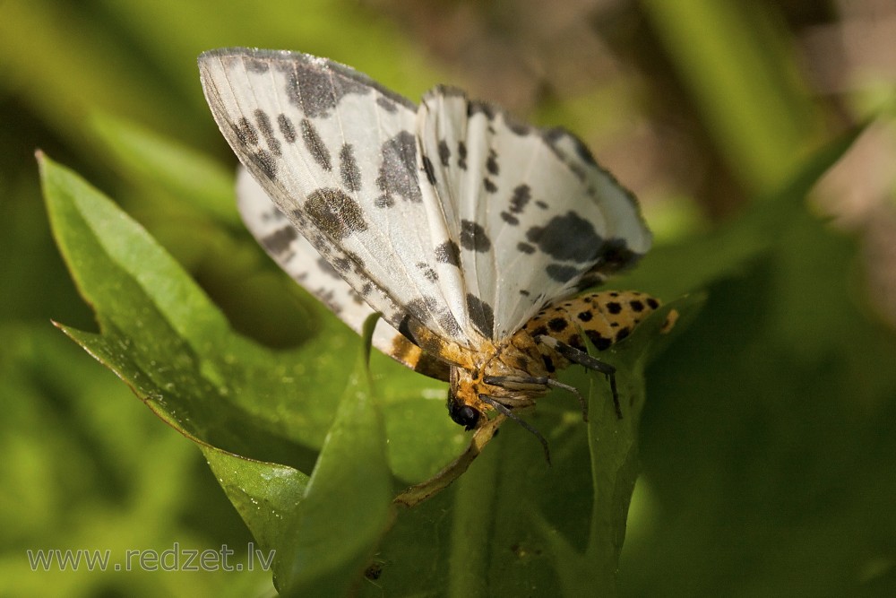 Clouded magpie