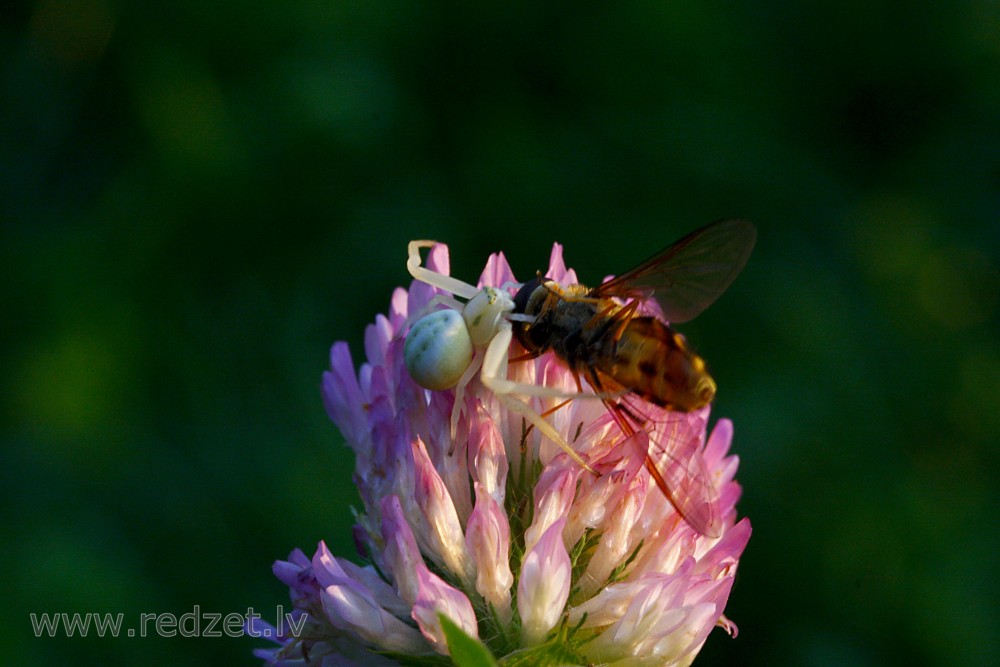 Crab Spider Catches Fly