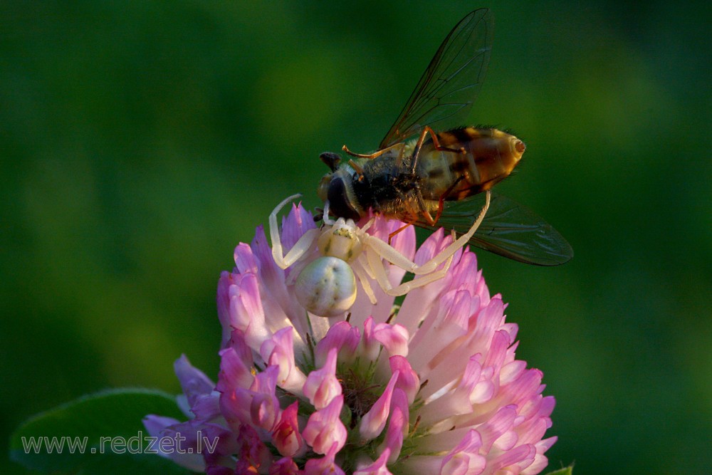 Crab Spider Catches Fly