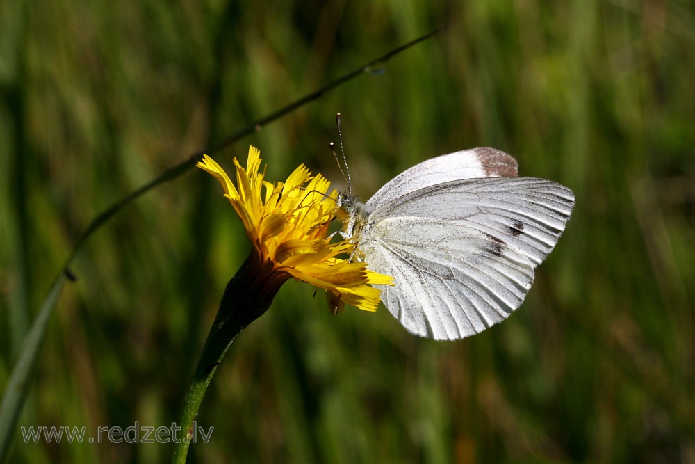Small cabbage white
