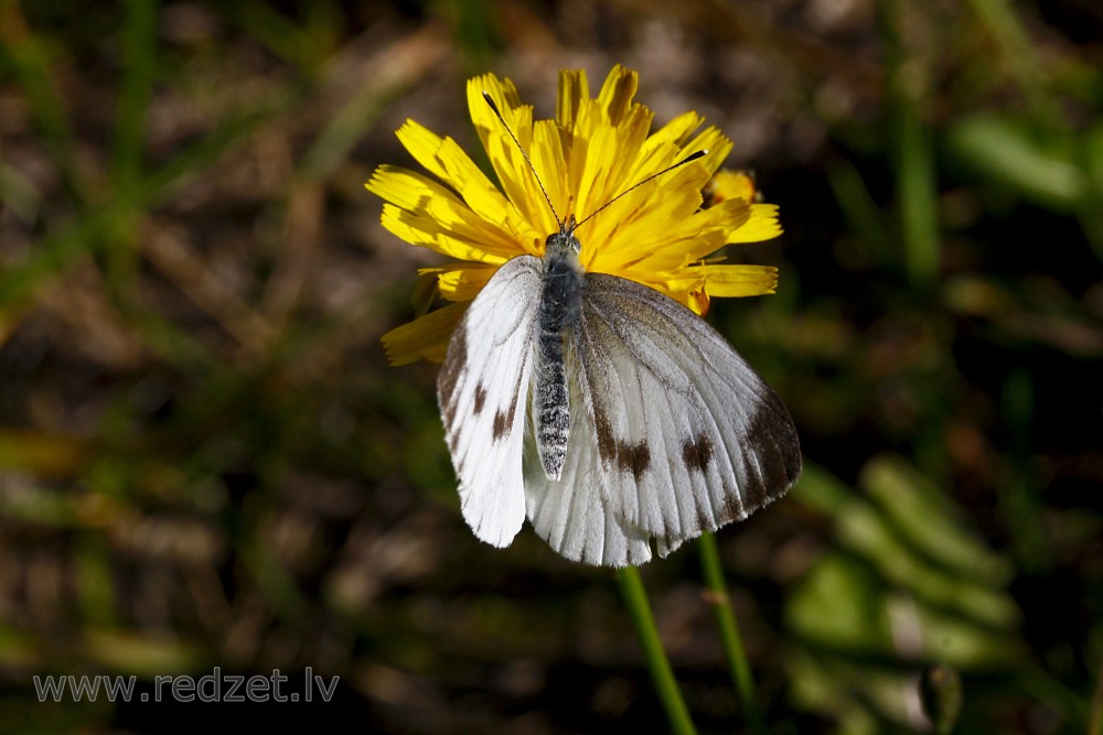 Small cabbage white