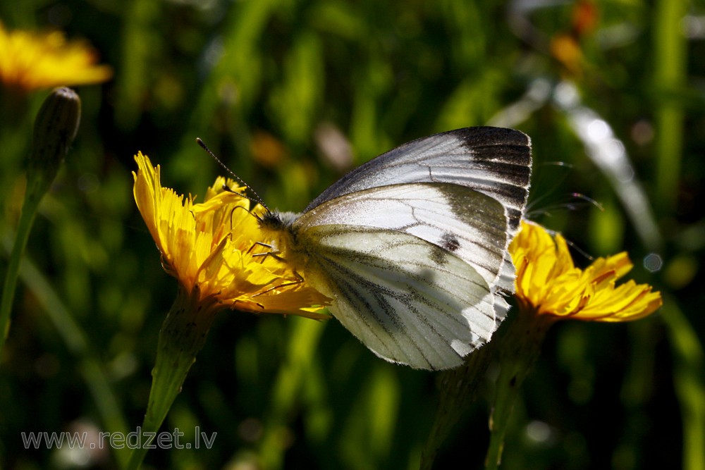 Small cabbage white