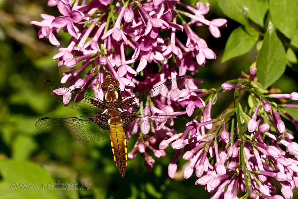 Broad-bodied chaser (female)
