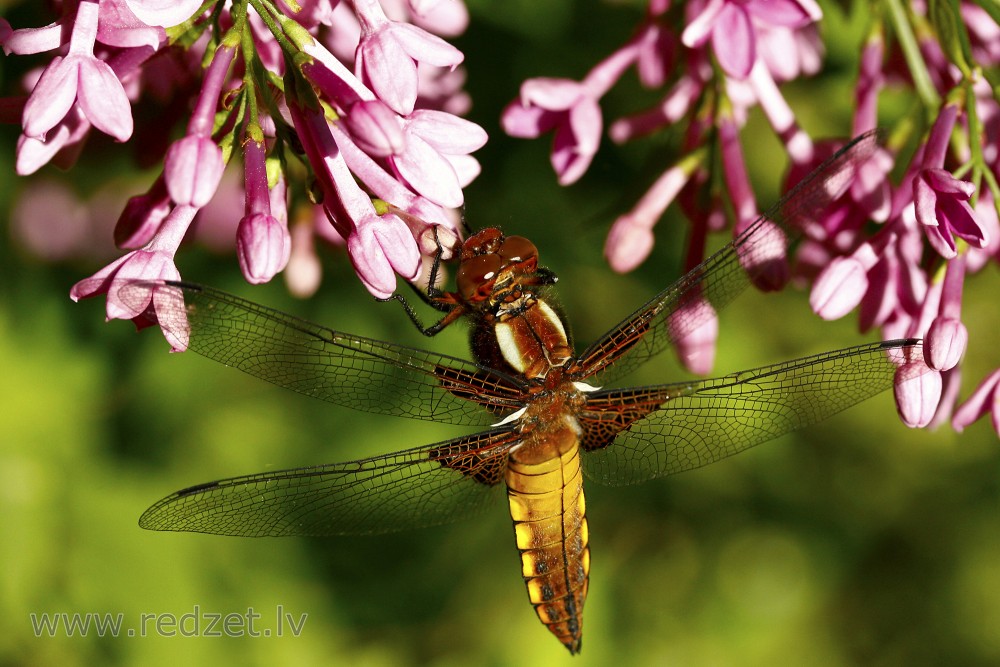 Broad-bodied chaser (female)
