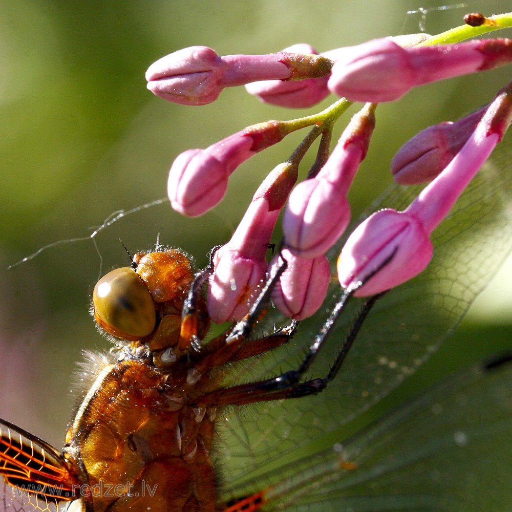 Close-up of a Odonata