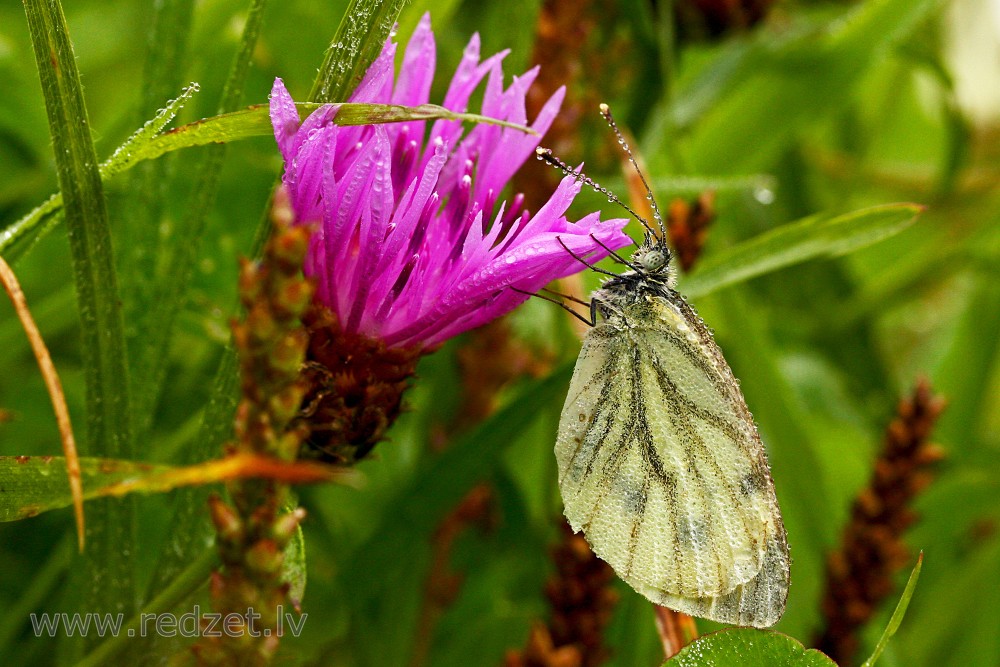 Dew Covered Butterfly