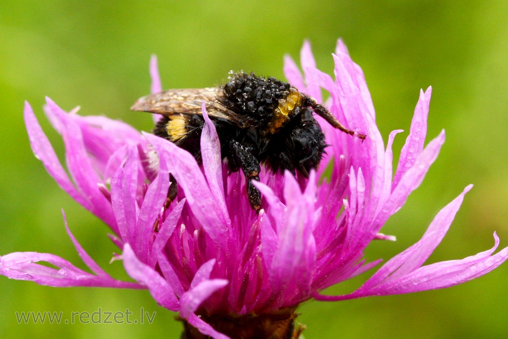 Bedewed bumblebee 