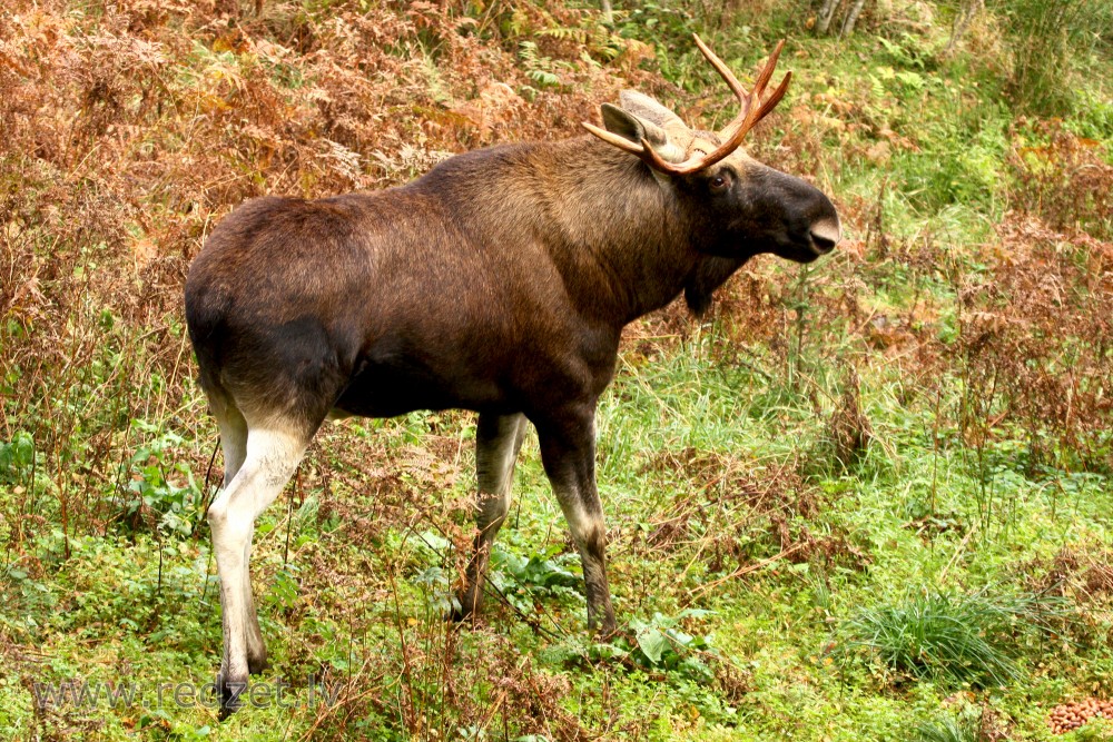 Moose in Ligatne Nature Trails