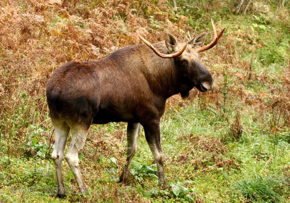 Moose in Ligatne Nature Trails
