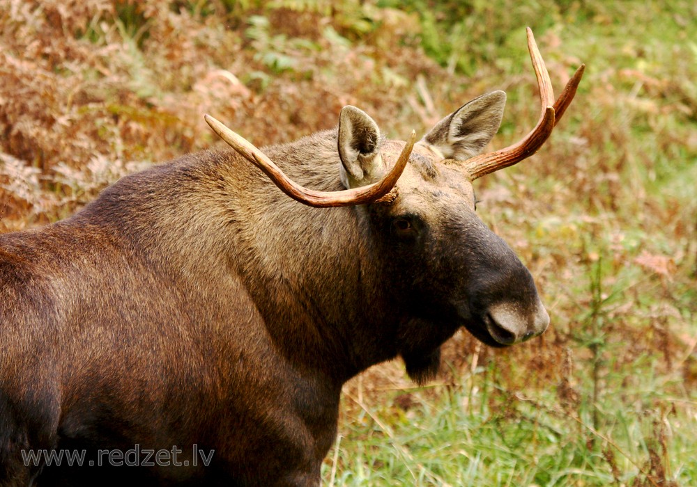 Moose in Ligatne Nature Trails