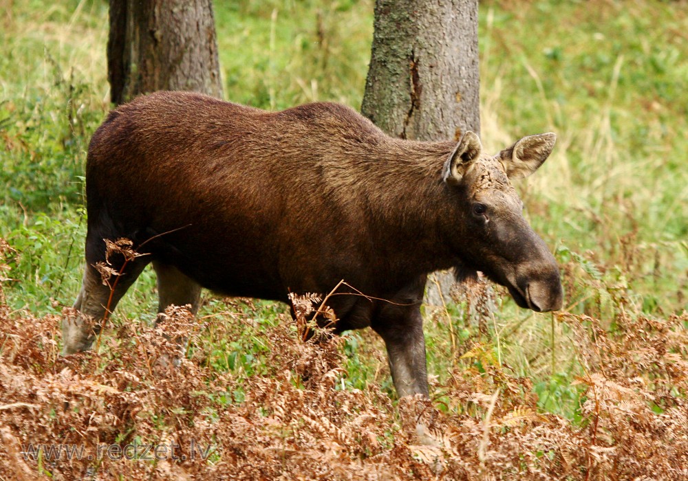 Moose in Ligatne Nature Trails