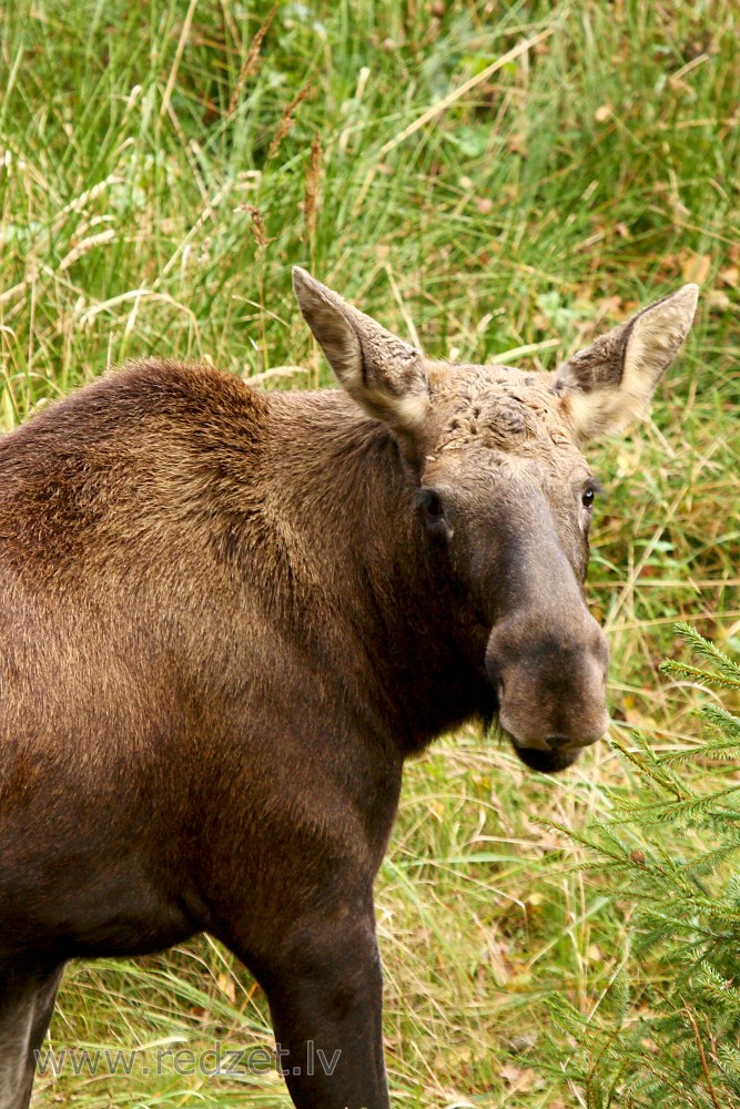 Moose in Ligatne Nature Trails
