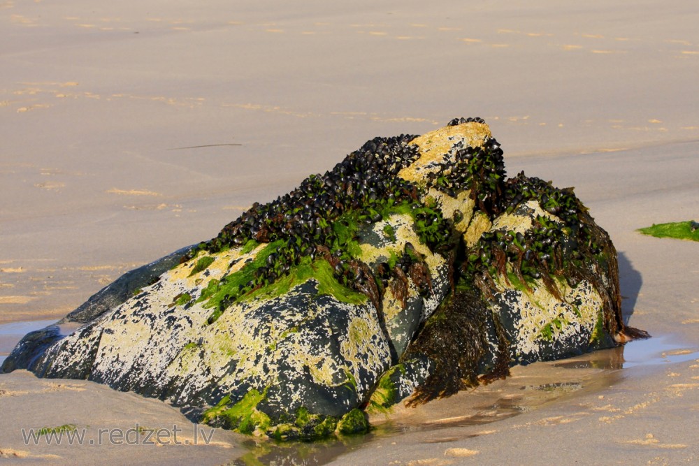 Ar gliemežvākiem aplipis akmens