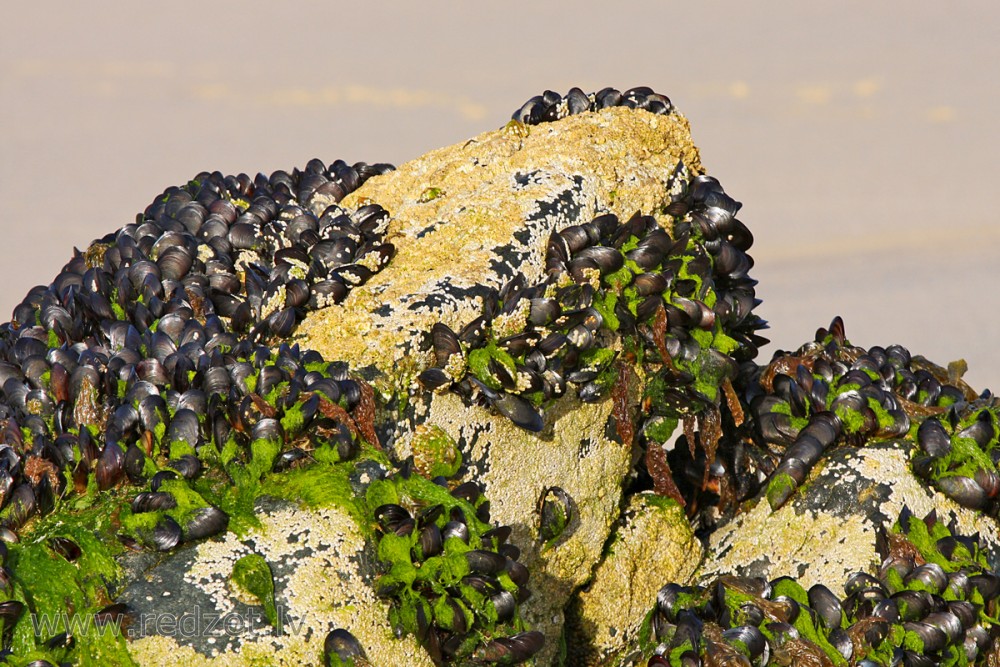 Ar gliemežvākiem aplipis akmens