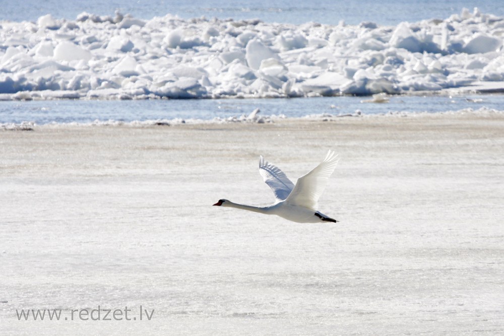 Mute swans in flight