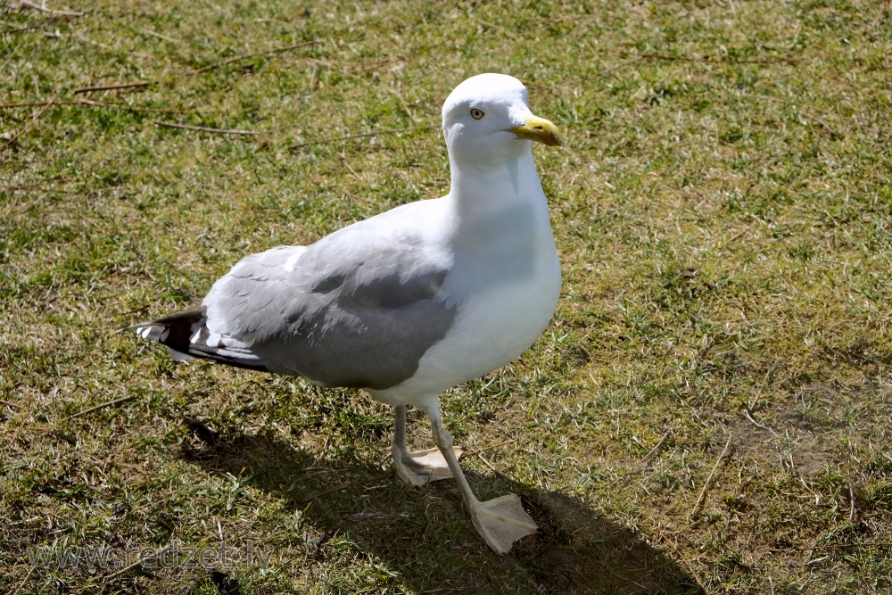 European Herring Gull's Close Up