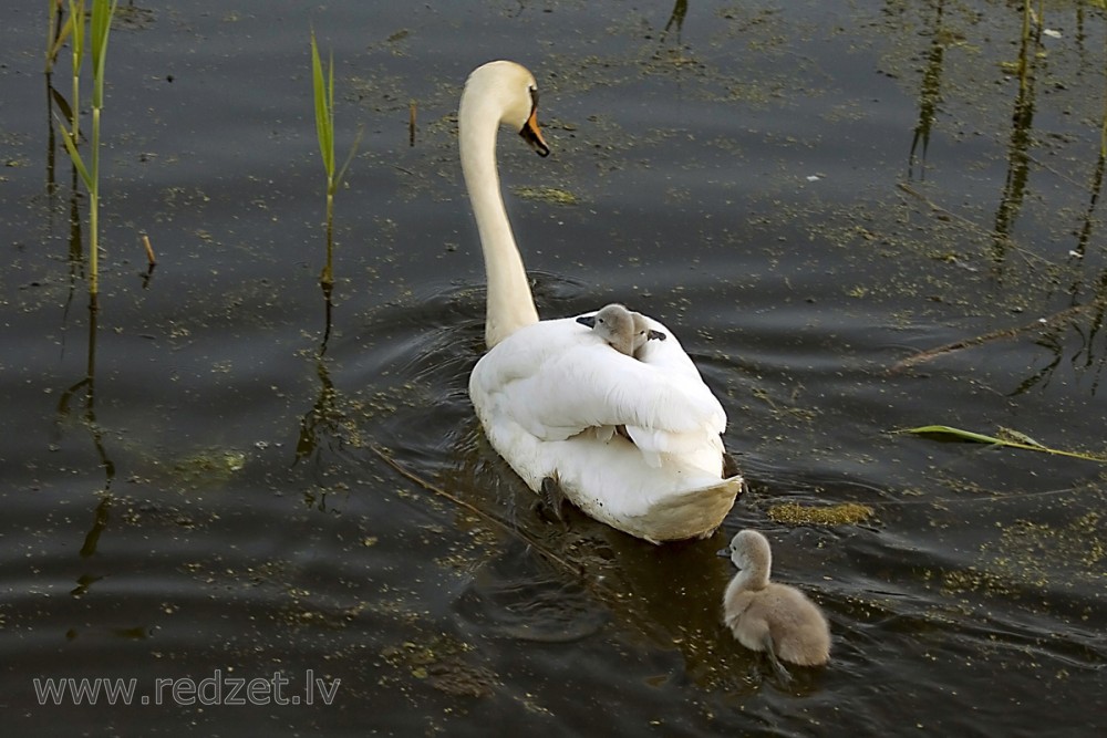 Swan with Babies