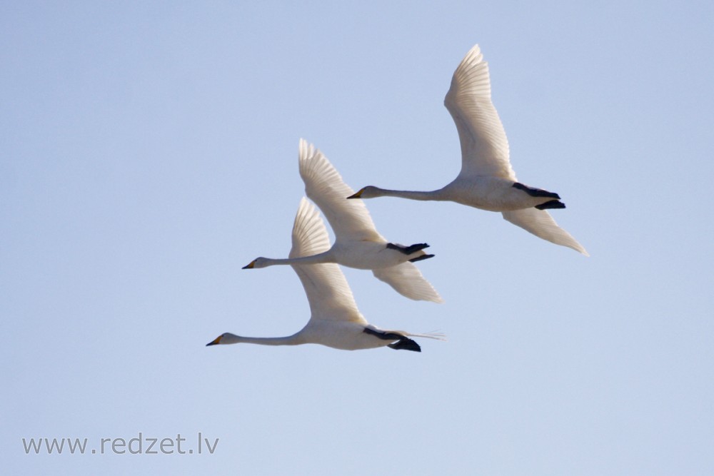 Whooper swans in flight