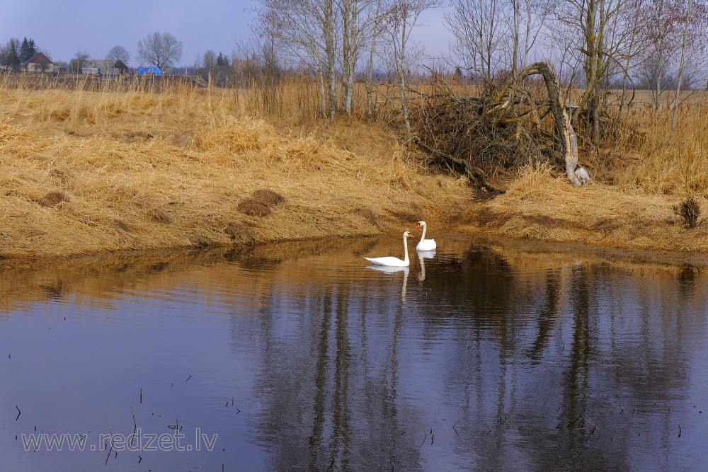Mute swan on the Oša River