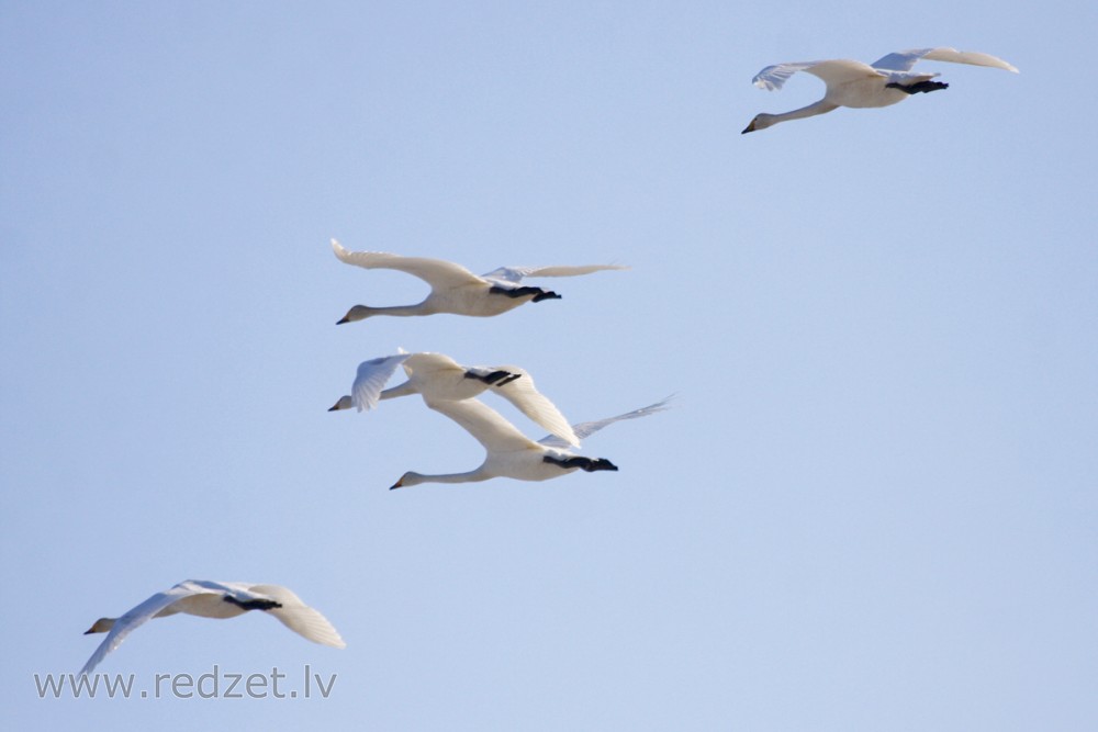 Whooper swans in flight