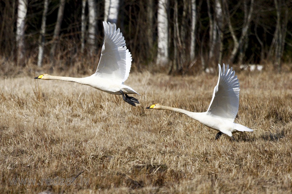 Whooper swans in flight