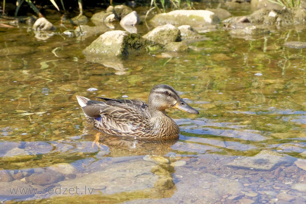 Mallard