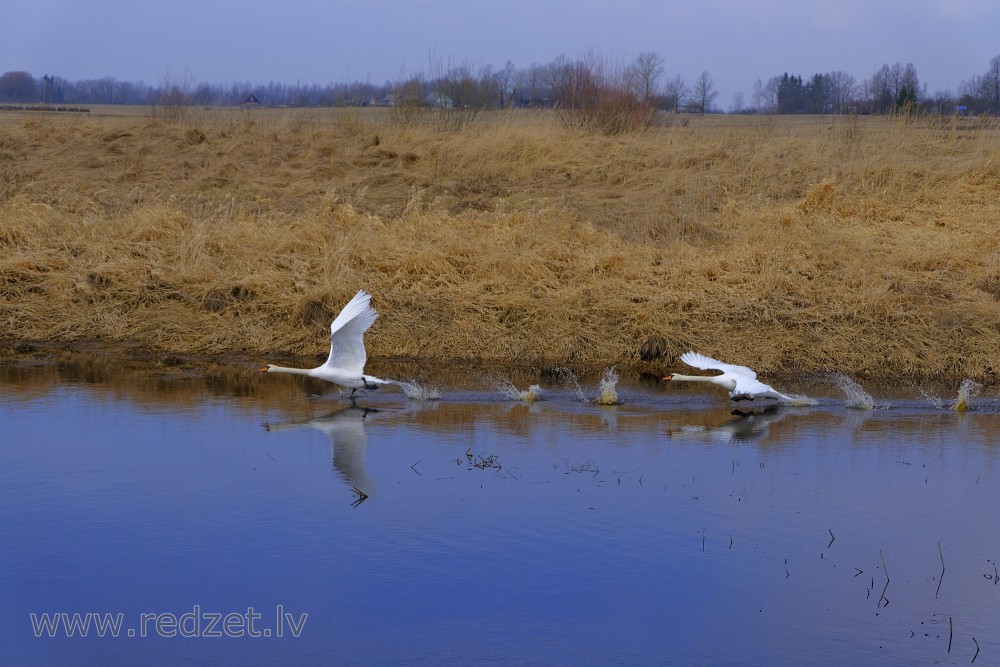 Mute Swan taking Flight