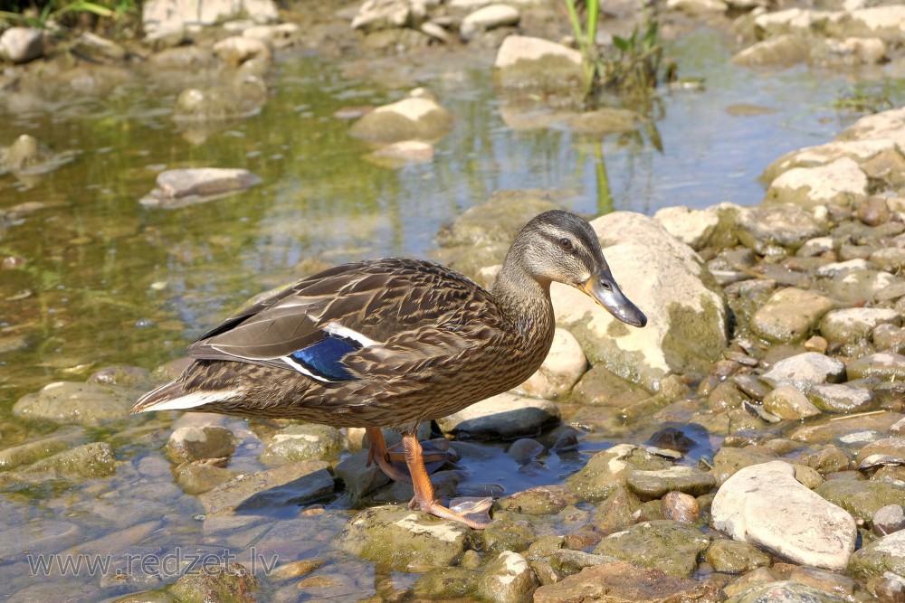 Mallard