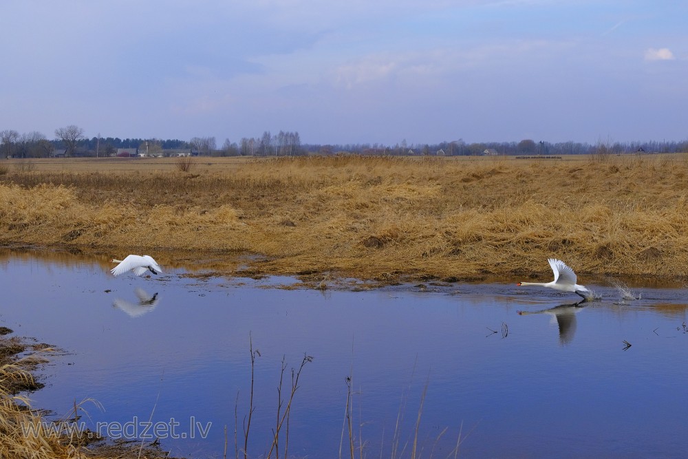 Mute Swan taking Flight