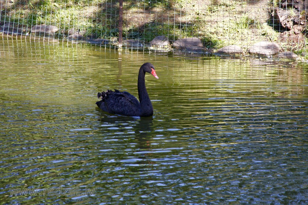 Black Swan in Cēsis Park, Latvia