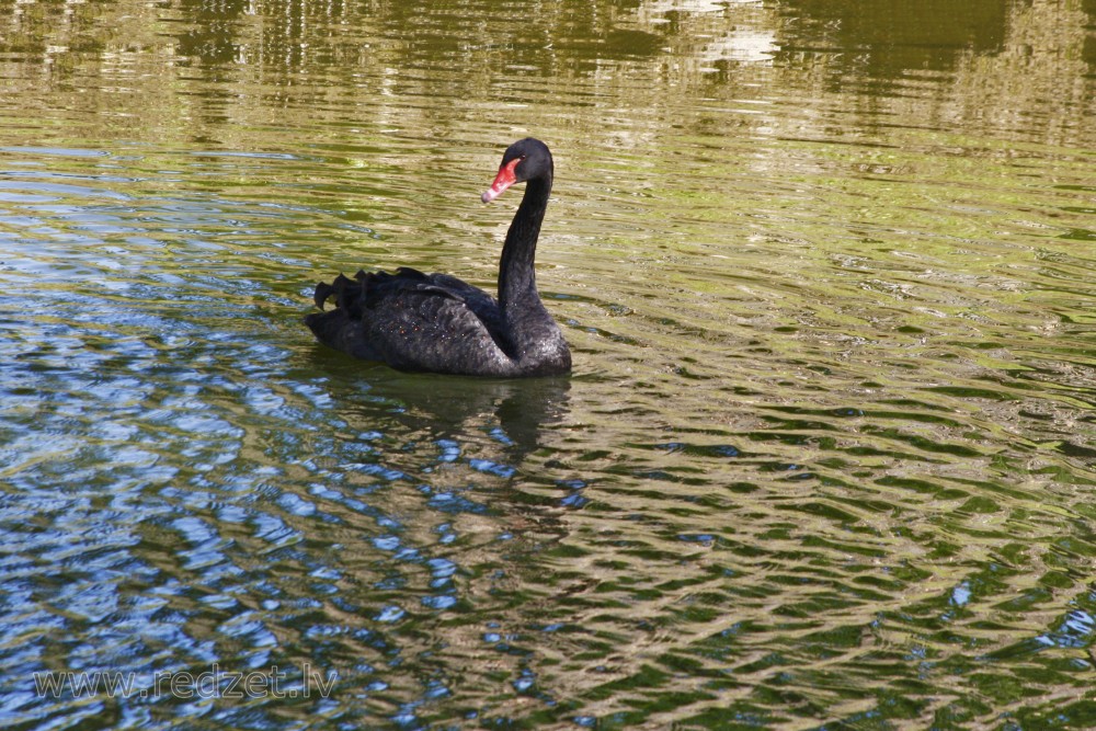 Black Swan in Cēsis Park, Latvia
