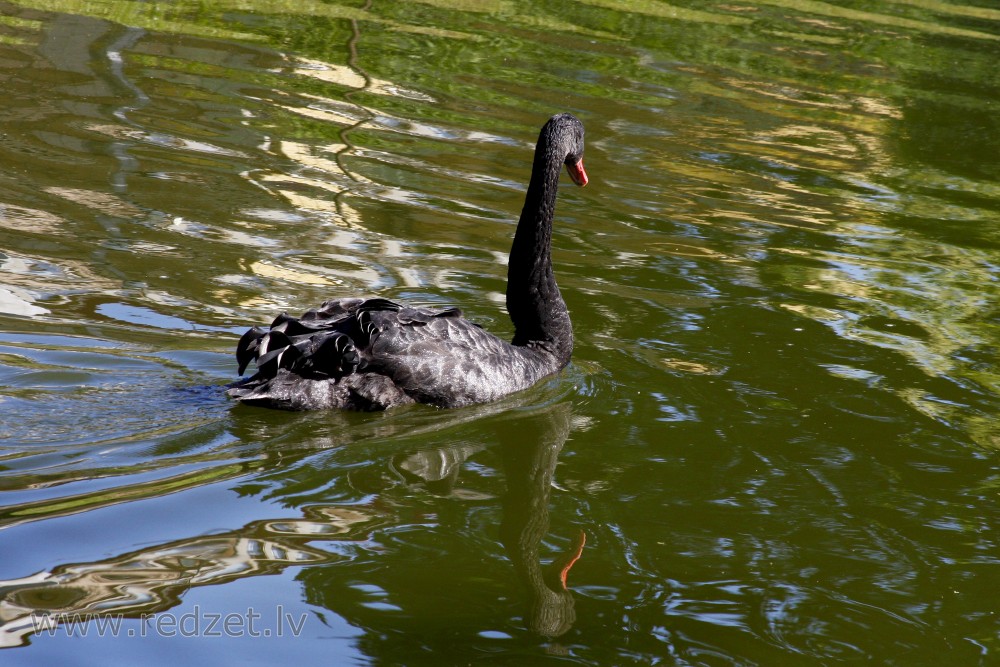 Black Swan in Cēsis Park, Latvia
