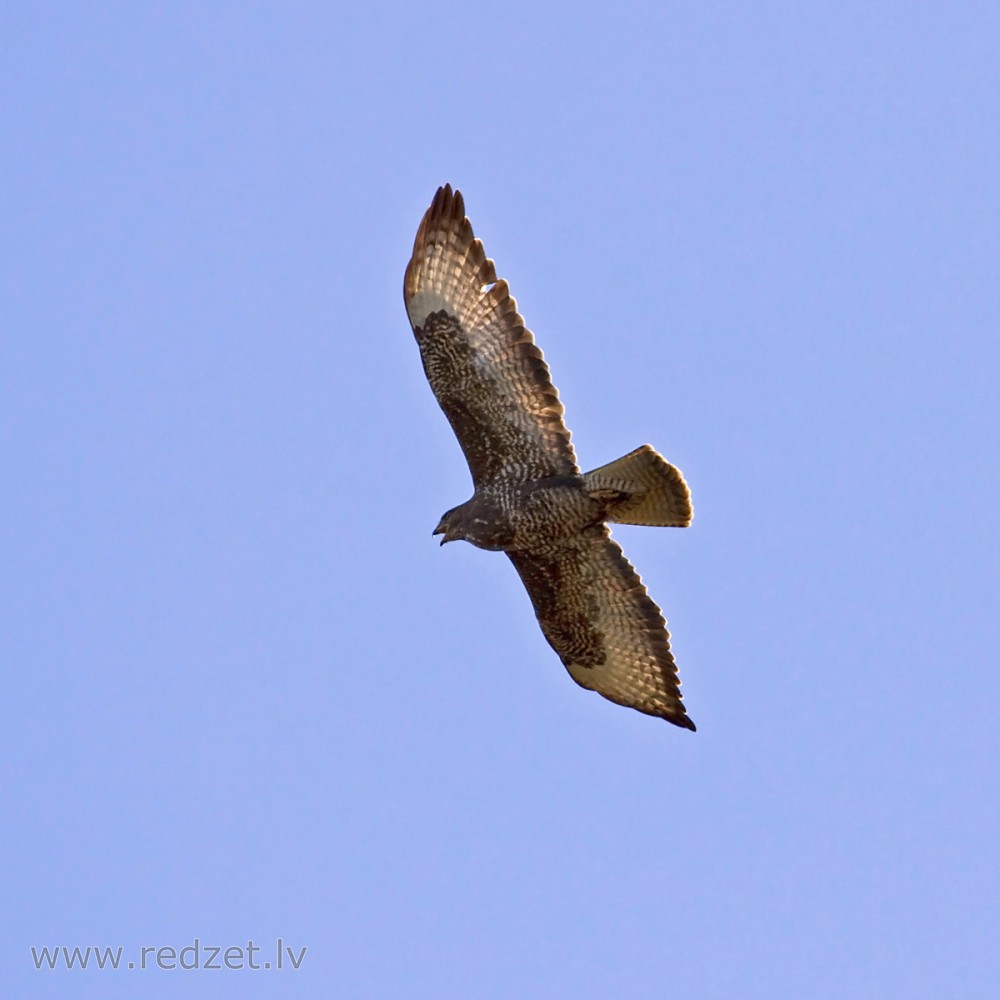 Peļu klijāns Peļu klijāns