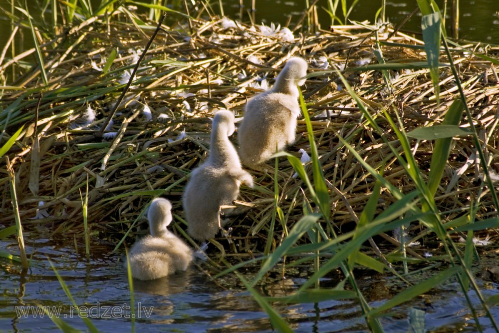 Swan Babies in Nest