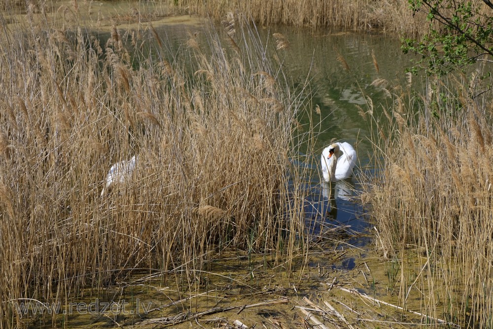 Mute swans in Igate's Gravel-pit