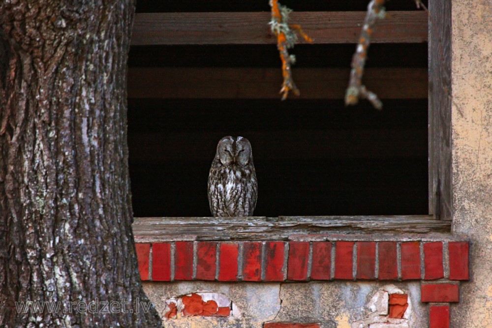 Pūce pamestā ēkā