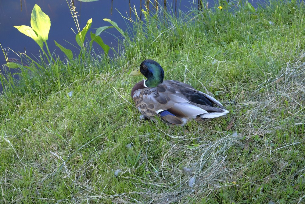 Mallard Duck