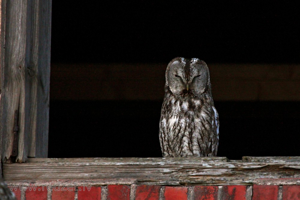 Pūce pamestā ēkā