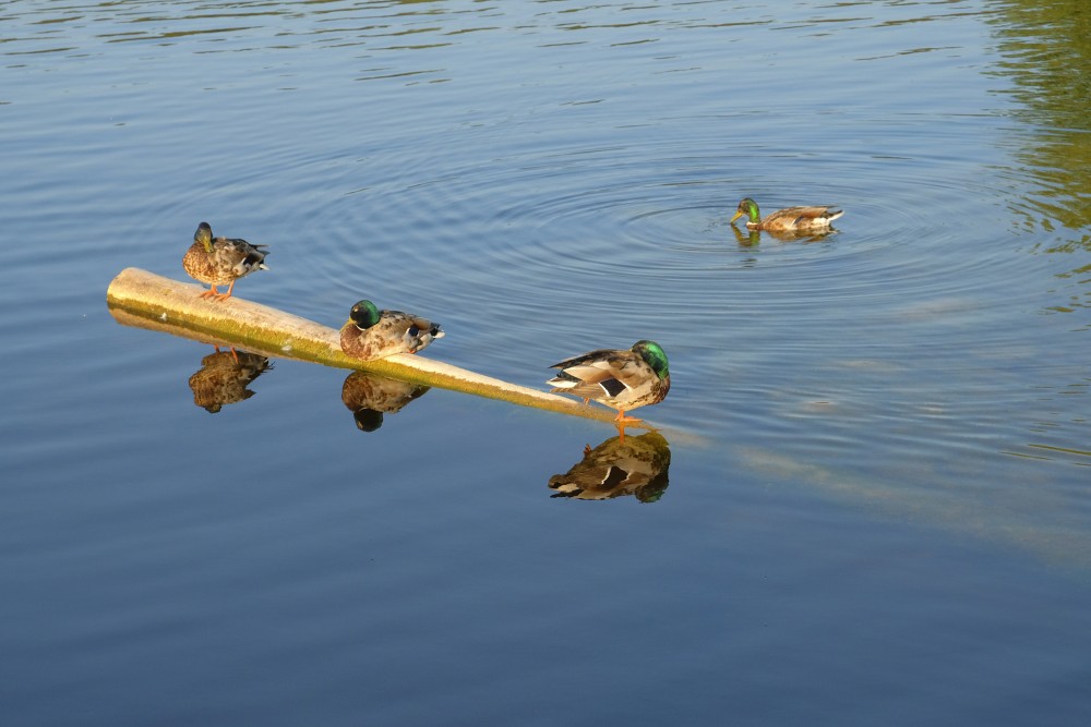 Mallard Ducks