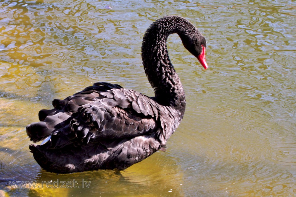 Black Swan