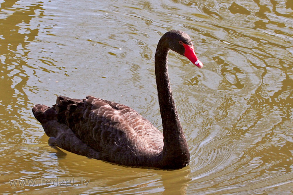 Black Swan
