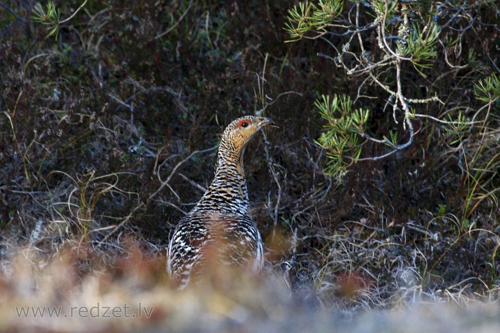 Western capercaillie female