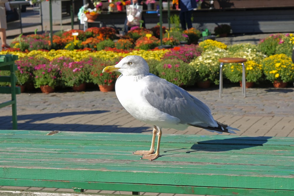 European Herring Gull's Close Up