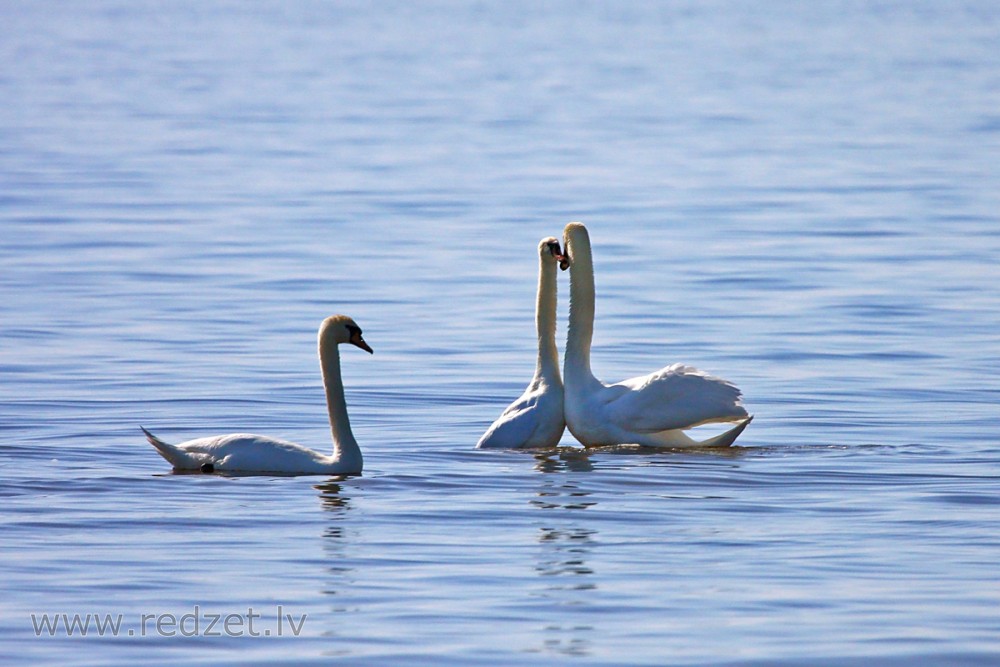 Mute swan