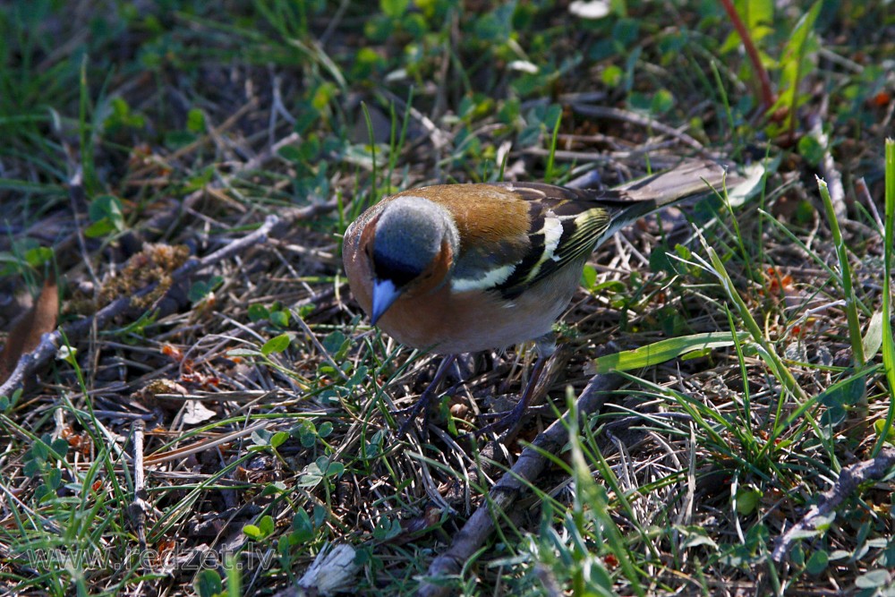 Common chaffinch 