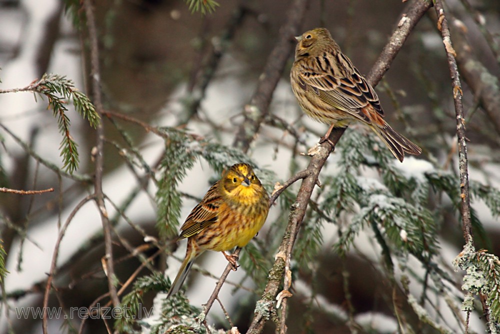 Dzeltenās stērstes ziemā